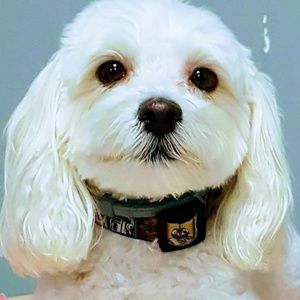 Meet your Posher, Manuel